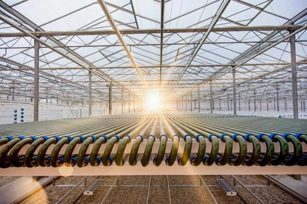 Lgem Algae are part of the ecosystem 1024x683